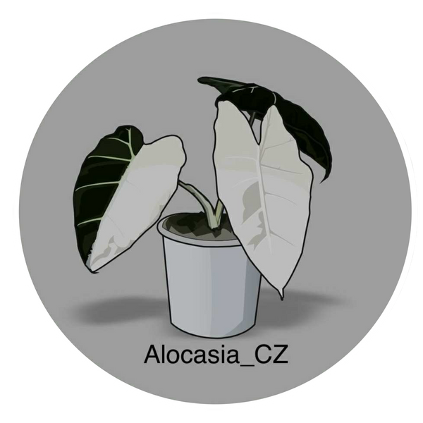 Alocasia CZ